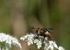 Gymnosoma sp.